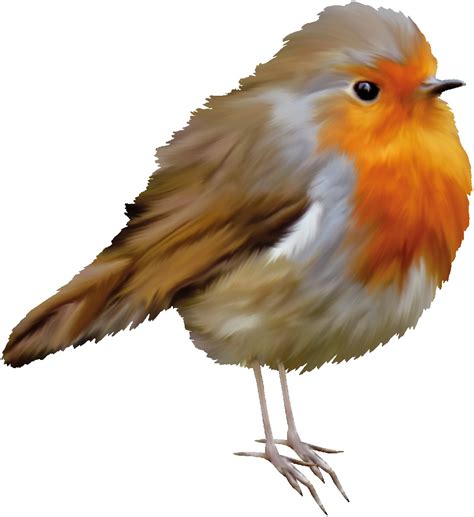 free robin pictures|robin images clip art.